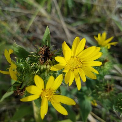 Grindelia integrifolia, photographed by Ellen Watrous