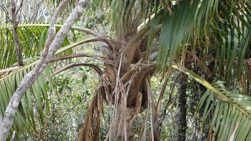 Ravenea madagascariensis, photographed by Stuart Cable