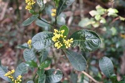 Psychotria imerinensis, photographed by Stuart Cable