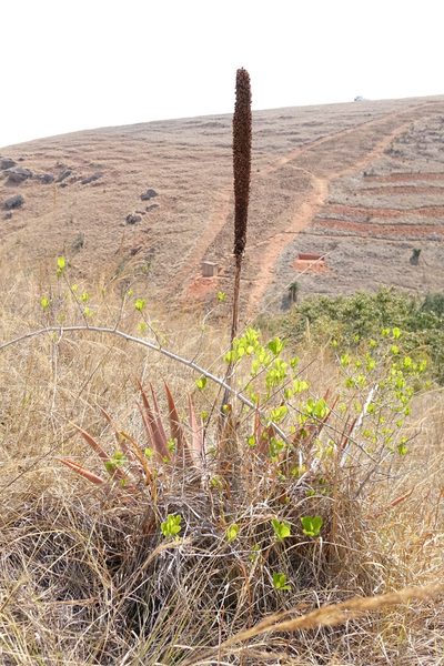 Aloe macroclada, photographed by Stuart Cable