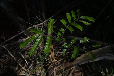 Albizia gummifera, photographed by Stuart Cable