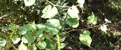 Vitis cinerea, photographed by Gordon C. Snelling