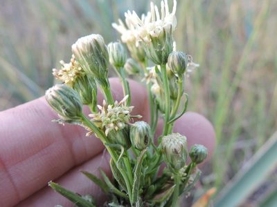 Baccharis texana, photographed by Sam Kieschnick