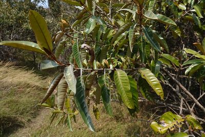 Harungana madagascariensis, photographed by Stuart Cable