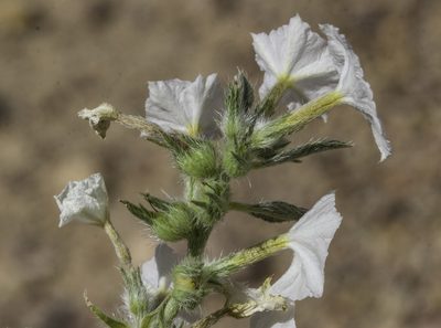 Euploca convolvulacea, photographed by Craig Martin