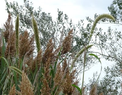 Setaria magna, photographed by Sandra Keller