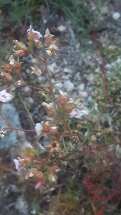 Chamaerhodos grandiflora, photographed by Ingimar