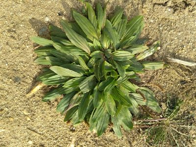 Plantago depressa, photographed by Natalya Ivanova