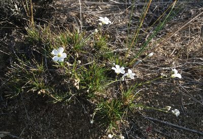 Eremogone meyeri, photographed by Nina Filippova