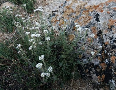 Stevenia tenuifolia, photographed by Nina Filippova