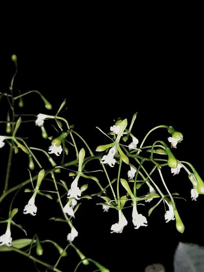 Epidendrum veroscriptum, photographed by Victor De la Cruz