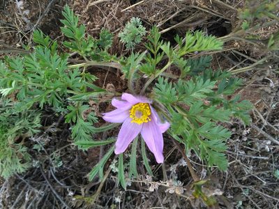 Pulsatilla ambigua, photographed by Natalya Ivanova