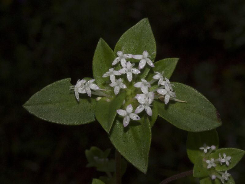 Crusea longiflora, photographed by Ángela Patricia Rojas Cortés