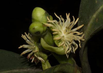 Clusia salvinii, photographed by Ángela Patricia Rojas Cortés