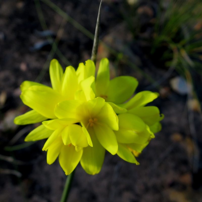 Bobartia robusta, photographed by Di Turner