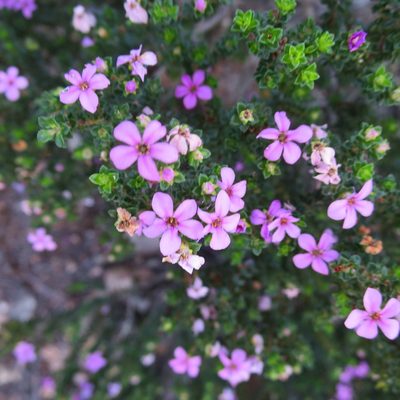 Acmadenia heterophylla, photographed by Di Turner