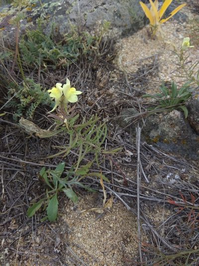 Linaria buriatica, photographed by Maxim Shashkov