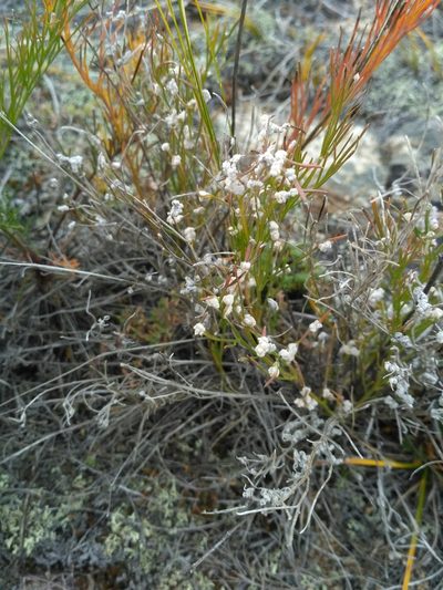 Filifolium sibiricum, photographed by Natalya Ivanova