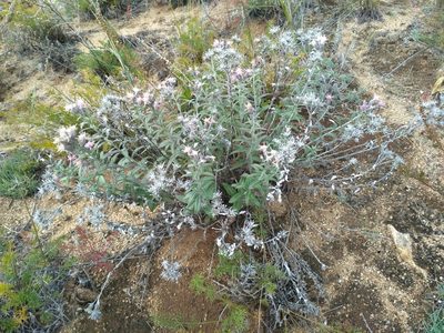 Saussurea salicifolia, photographed by Natalya Ivanova