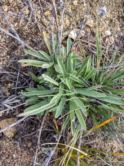 Leontopodium ochroleucum, photographed by Maxim Shashkov
