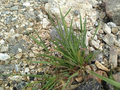 Elymus sibiricus, photographed by Natalya Ivanova