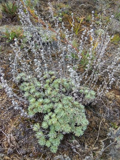 Artemisia cuspidata, photographed by Maxim Shashkov