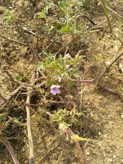 Erodium stephanianum, photographed by Natalya Ivanova
