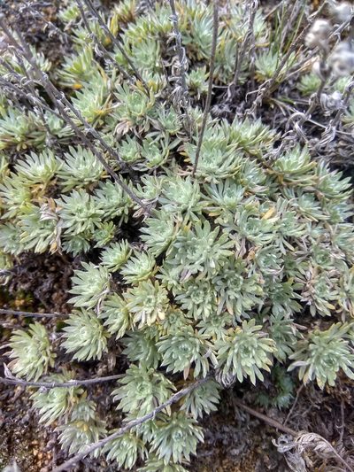 Artemisia cuspidata, photographed by Maxim Shashkov