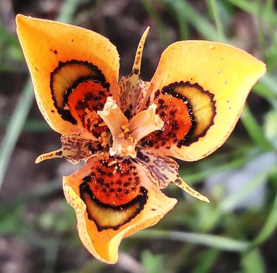 Moraea tulbaghensis, photographed by linkie