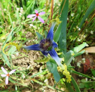 Ferraria uncinata, photographed by linkie