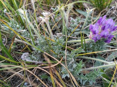 Oxytropis turczaninovii, photographed by Natalya Ivanova