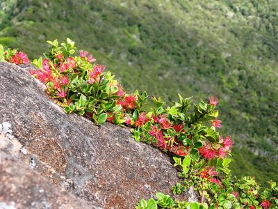 Metrosideros carminea, photographed by nick_goldwater