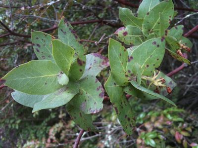 Arctostaphylos pallida, photographed by Ken-ichi Ueda