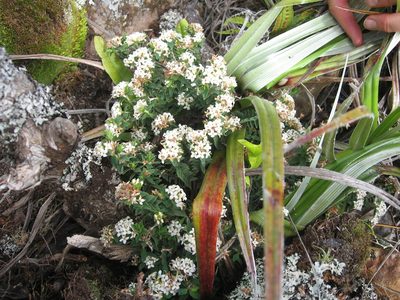 Pimelea acra, photographed by nick_goldwater