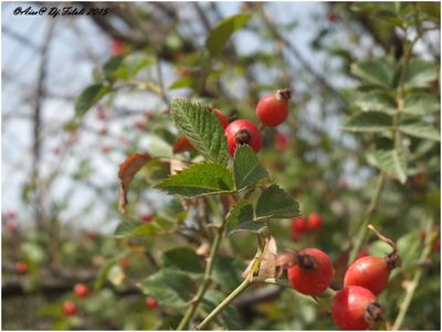 Rosa corymbifera, photographed by Aissa Djamel Filali