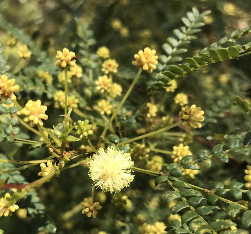 Acacia pentadenia, photographed by Ann Bentley