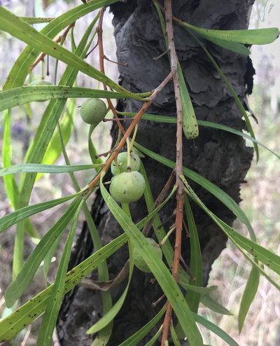 Persoonia longifolia, photographed by Ann Bentley