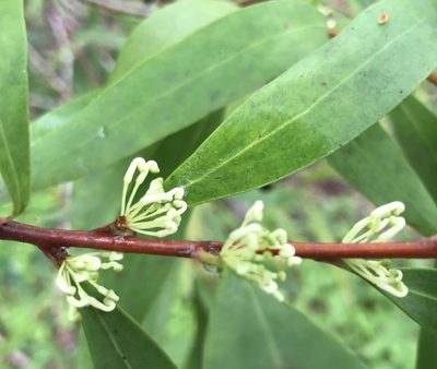 Hakea oleifolia, photographed by Ann Bentley