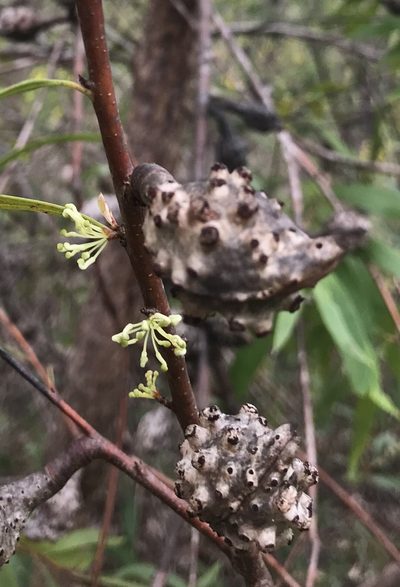 Hakea oleifolia, photographed by Ann Bentley