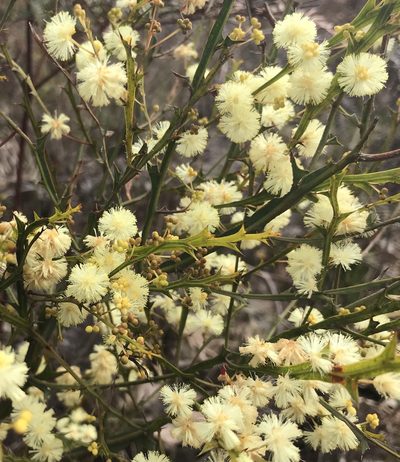 Acacia alata, photographed by Ann Bentley