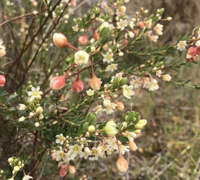Phyllanthus calycinus, photographed by Ann Bentley