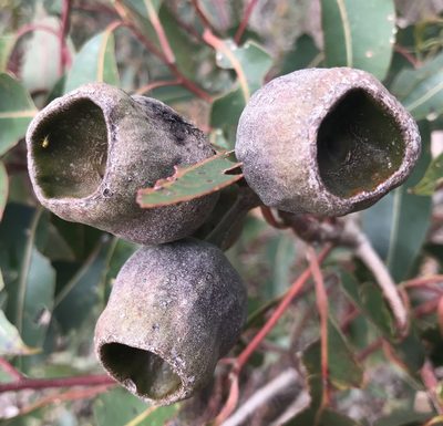 Corymbia calophylla, photographed by Ann Bentley