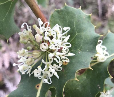 Hakea amplexicaulis, photographed by Ann Bentley