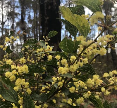 Acacia urophylla, photographed by Ann Bentley