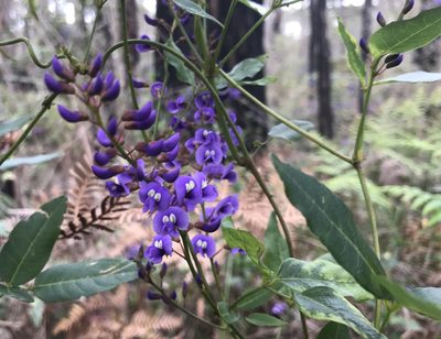 Hardenbergia comptoniana, photographed by Ann Bentley