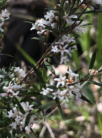 Leucopogon capitellatus, photographed by Ann Bentley