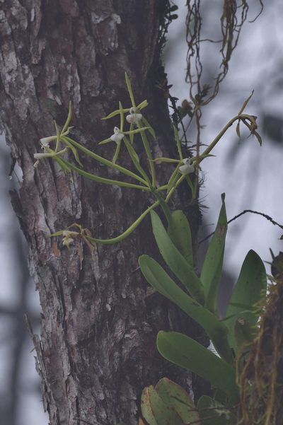 Epidendrum lacustre, photographed by Thibaud Aronson