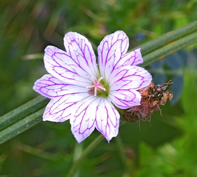 Geranium versicolor, photographed by Kostas Zontanos