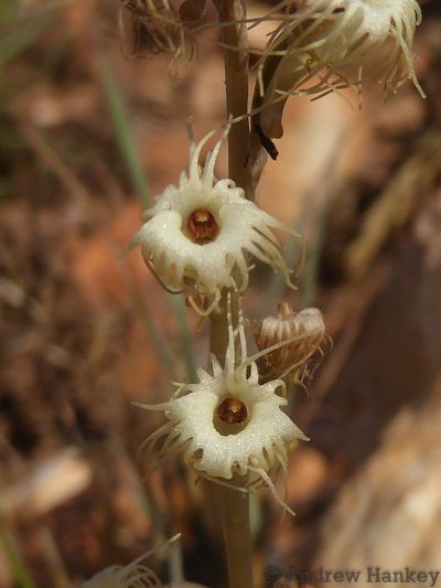 Holothrix randii, photographed by Andrew Hankey
