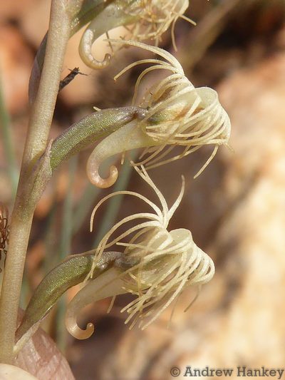 Holothrix randii, photographed by Andrew Hankey